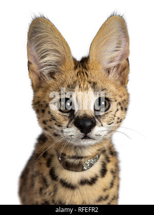 Head shot of cute 4 months young Serval cat kitten sitting straight up, wearing shiny collar. Looking at lens with sweet eyes. Isolated on white backg Stock Photo