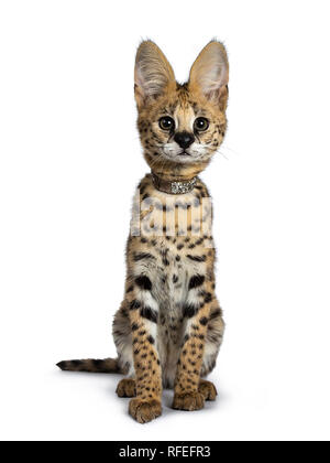 Cute 4 months young Serval cat kitten sitting perfectly straight up, wearing shiny collar. Looking straight ahead beside lens with sweet curious eyes. Stock Photo