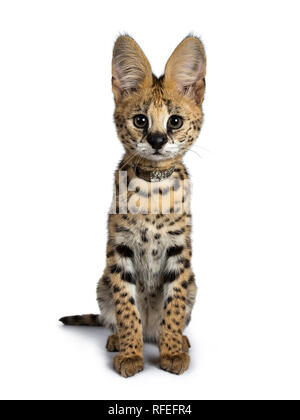 Cute 4 months young Serval cat kitten sitting straight up, wearing shiny collar. Looking at lens with sweet eyes. Tail beside body. Isolated on white Stock Photo