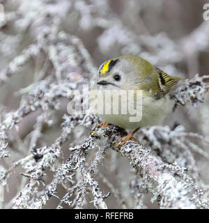 goldcrest in the tree Stock Photo