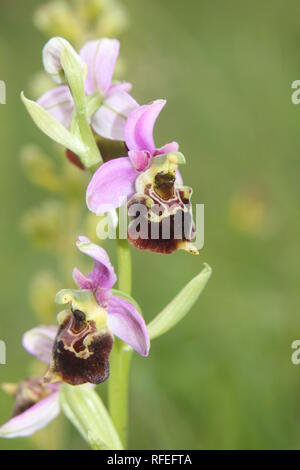 Late Spider orchid (Ophrys fuciflora) flowering in a nature reserve in the Eifel region of Rheinland-Pfalz, Germany. Stock Photo
