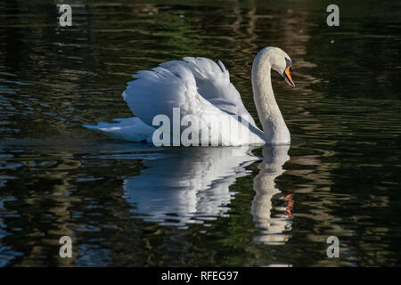 adult mute swan showing agression in busking pose with reflection on a still lake rfeg97