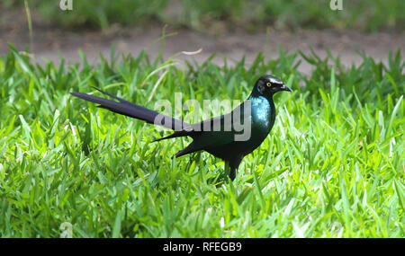 Blue bird in the Gambia, standing on the grass Stock Photo