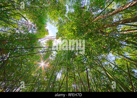 Spinning around in dense bamboo grove inside of the jungle with a view on bright sun, hiding behind the green branches, Chaung Tha, Myanmar. Stock Photo