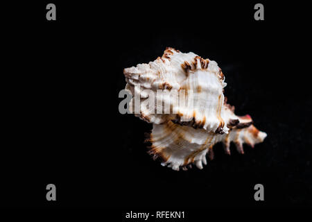 Murex Ramosus. Seashell Comb Venus a dark background. Seashell Crest. Stock Photo
