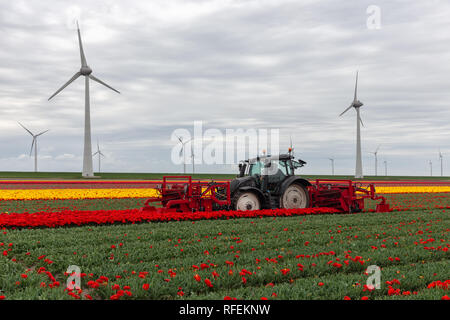 Tractor harvesting tulips on the field with mechanical device Stock Photo