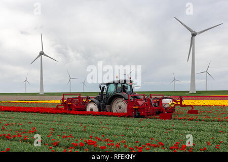 Farmer at tractor with mechanical device cutting blossoms tulip flowers Stock Photo