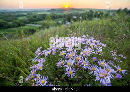 Close-up of blooming in green grass white blue wild daisies on high stems lit by bright yellow golden raising on horizon sun rays on blurred summer ru Stock Photo