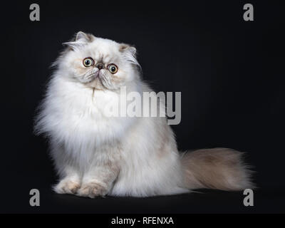 Cute fluffy tabby point Persian cat / kitten sitting side ways. Looking at camera with big round eyes. Isolated on black background. Tail behind body Stock Photo