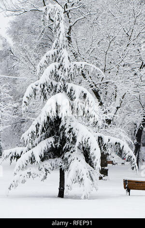 One fir tree under heavy snow in the park in winter Stock Photo
