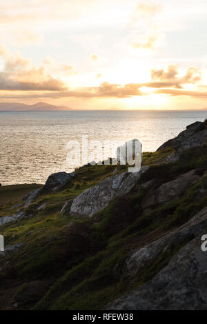 Scottish sheep eating fresh green grass during sunset at the coastline in autumn with sun in the back and cloudy sky (Isle of Skye, Scotland, Europe) Stock Photo