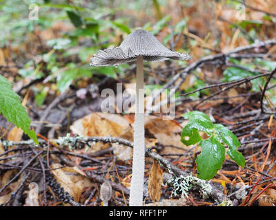 Coprinopsis lagopus or similar mushroom growing in November in a Washington state forest Stock Photo