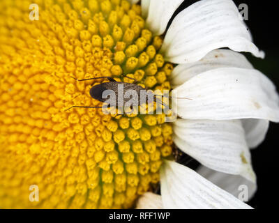 Plant bug (Miridae), possibly Irbisia sp. on a flower Stock Photo