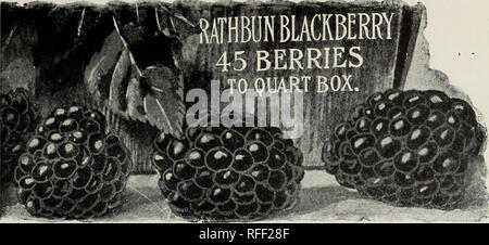 . Handbook of fruit trees and plants. Nursery stock Pennsylvania West Chester Catalogs; Nurseries (Horticulture) Pennsylvania West Chester Catalogs; Fruit trees Seedlings Catalogs; Fruit Catalogs. SELECT LIST OF CHOICE FRUITS — BLACKBERRIES 29. 'BLACKBERRIES Tlie cultivation of this very delicious and healthy fruit is attended with so little trouble and expense that every garden, however small, should have at least one dozen plants. For cooking purposes they are unsnrpassed, and will yield a dark wine of excellent quality. Any moderately rich soil will answer for their cultivation, but to avoi
