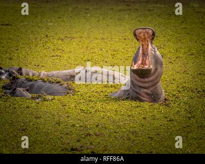 Hippo (Hippopotamus amphibius) with open mouth, Moremi Game Reserve, Botswana