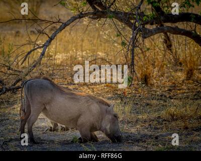 Common warthog (Phacochoerus africanus), kneeling while grazing, Moremi Game Reserve, Botswana Stock Photo