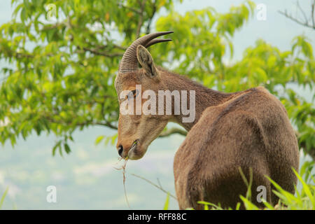 The Nilgiri tahr (Nilgiritragus hylocrius) Stock Photo