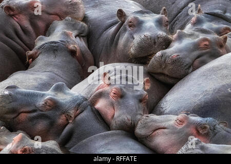 A pod of hippos, Hippopotamus amphibius,  huddle together in the Mara River, Masai Mara, Kenya. Stock Photo