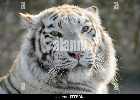 white tiger or bleached tiger, fehér tigris, Panthera tigris Stock Photo