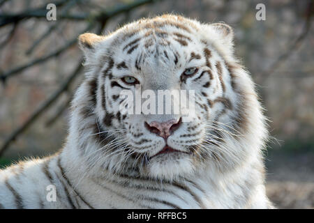 white tiger or bleached tiger, fehér tigris, Panthera tigris Stock Photo