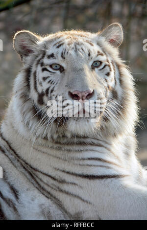 white tiger or bleached tiger, fehér tigris, Panthera tigris Stock Photo