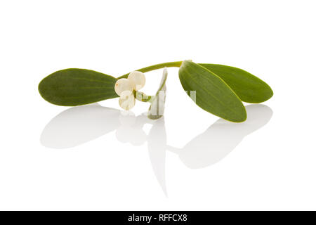 Mistletoe branch with berries isolated on white background. Immunity booster. Natural remedy. Stock Photo