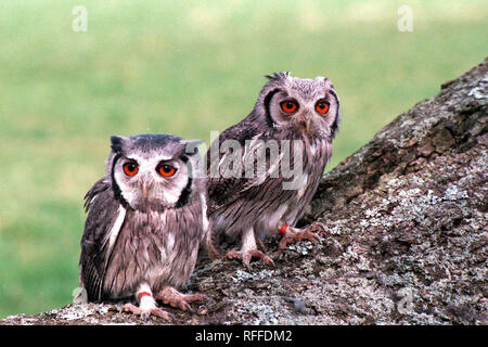 White-Faced Scops Owl - Pair (Ptilopsis leucotis) Stock Photo
