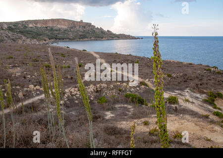 Asphodelus plants growing wild on arrid soil on north-east coast of Gozo, Malta. The old Sopu Tower can be seen on the cliff top in the background. Stock Photo