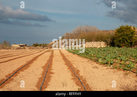 A simple but effective irrigation system in a vegetable plot at smallholding in Qala on the island of Gozo, Malta. Stock Photo