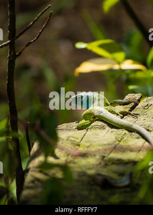 Green lizard or Lacerta Viridis sunning on a log in spain Stock Photo