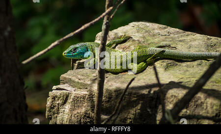 Green lizard or Lacerta Viridis sunning on a log in spain Stock Photo