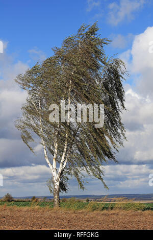 Birch in the storm Stock Photo