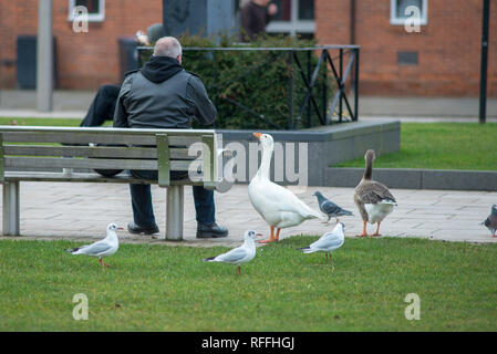 man eats sandwich on park bench whilst hungry goose begs for scraps and leftovers Stock Photo