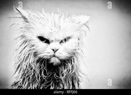 angry wet cats