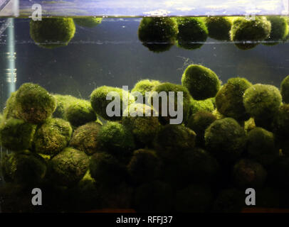Cladophora plant balls in aquarium Stock Photo