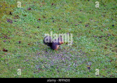 Schwarzes Eichhoernchen beim Fruehstuecken beobachtet Stock Photo