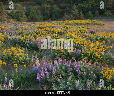 USA; Oregon; Columbia River Gorge National Scenic Area; Spring bloom of Northwest balsamroot and broad-leaf lupine at Tom McCall Preserve. Stock Photo