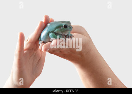 White's tree frog Stock Photo