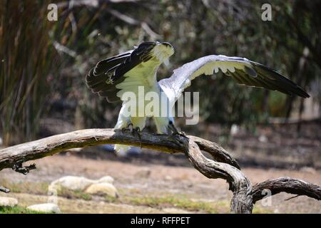 White Bellied Sea Eagle Landing Stock Photo