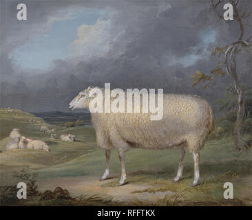 A Border Leicester Ewe. Date/Period: Between 1795 and 1800. Painting. Oil on canvas. Height: 311 mm (12.24 in); Width: 375 mm (14.76 in). Author: James Ward. Stock Photo