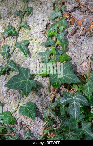 Ivy growing on tree trunk Stock Photo