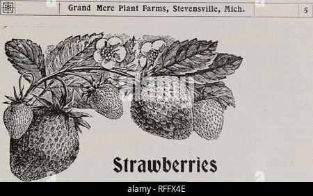 . Descriptive catalogue and price list : raspberry, blackberry, strawberry plants and grape vines, season of 1901. Nursery stock Michigan Catalogs; Berries Catalogs; Fruit Catalogs; Grapes Catalogs. AUGUST lyUTHER—I have fruited this berry two seasons and find is the best early berry. The plant is tough and vigorous and produces a good crop of nice berries at a time when demand is good; ripens its crop in a short time. The fruit is of good size, roundish conical, dark red, firm, easily picked and of good quality. All that had the Luther to sell last season here claim that they made more money 