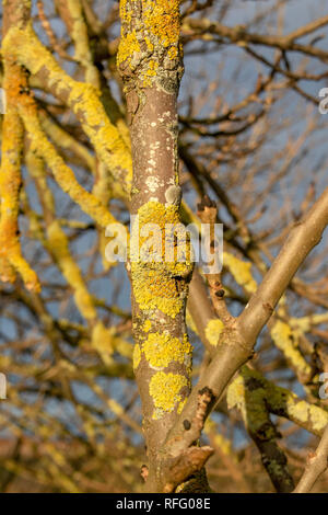 Ash tree branch in winter with lichen and buds Stock Photo