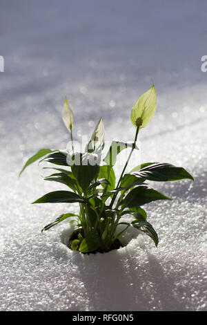 Spring blooming flowers coming up through the snow, sunny winter bokeh Stock Photo