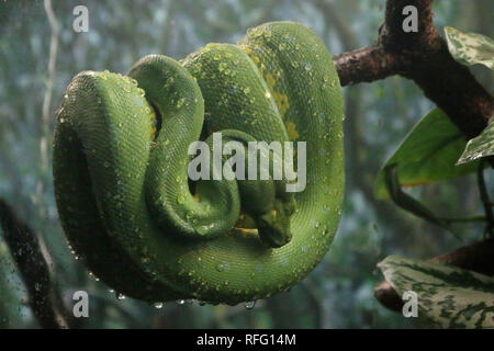 Emerald Python curled on a tree Stock Photo