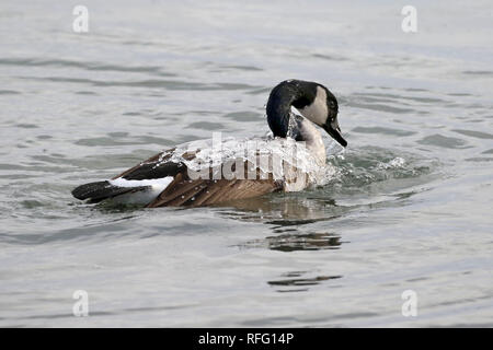 Canada Goose bathing in freezing water Stock Photo