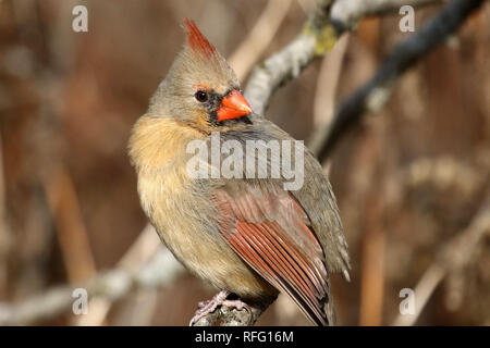 Northern Cardinal  females Stock Photo