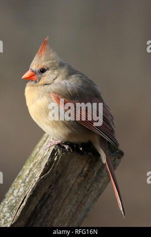 Northern Cardinal  females Stock Photo