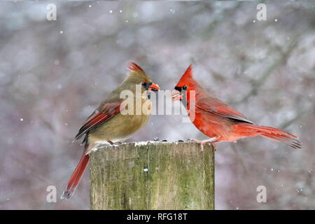 Northern Cardinal males and females Stock Photo