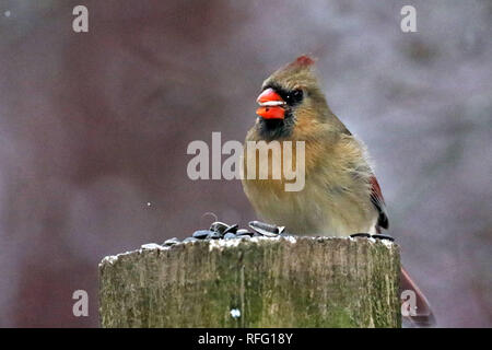 Northern Cardinal males and females Stock Photo